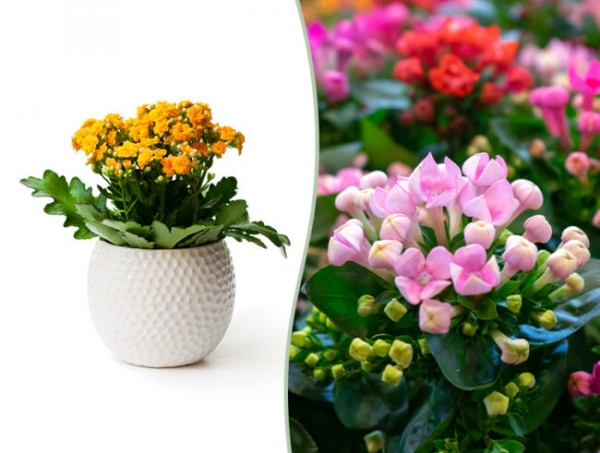 kalanchoe